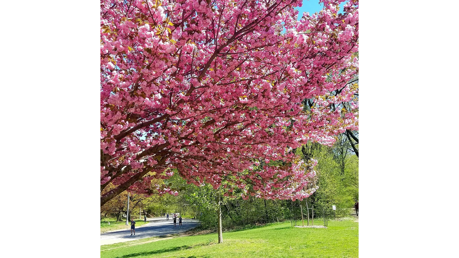 135 Prospect Park Southwest Windsor Terrace Brooklyn NY 11218